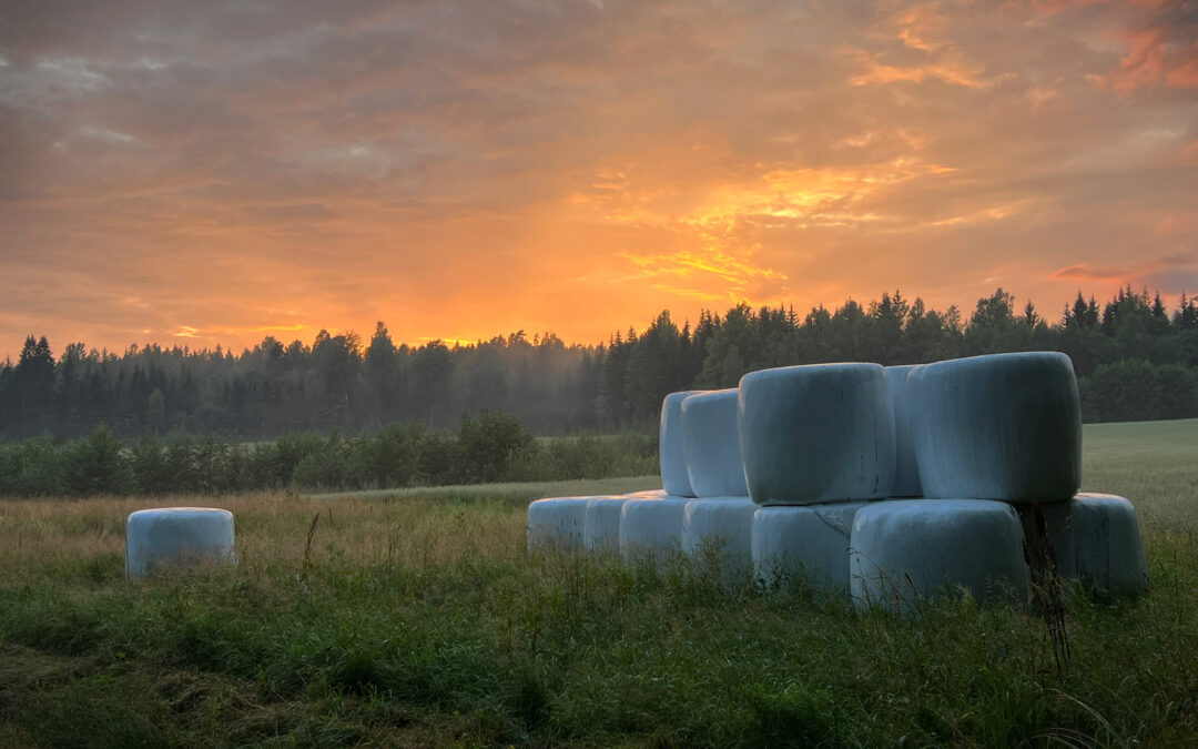 Ensilage i Hammarby. Foto: Susann Rickan