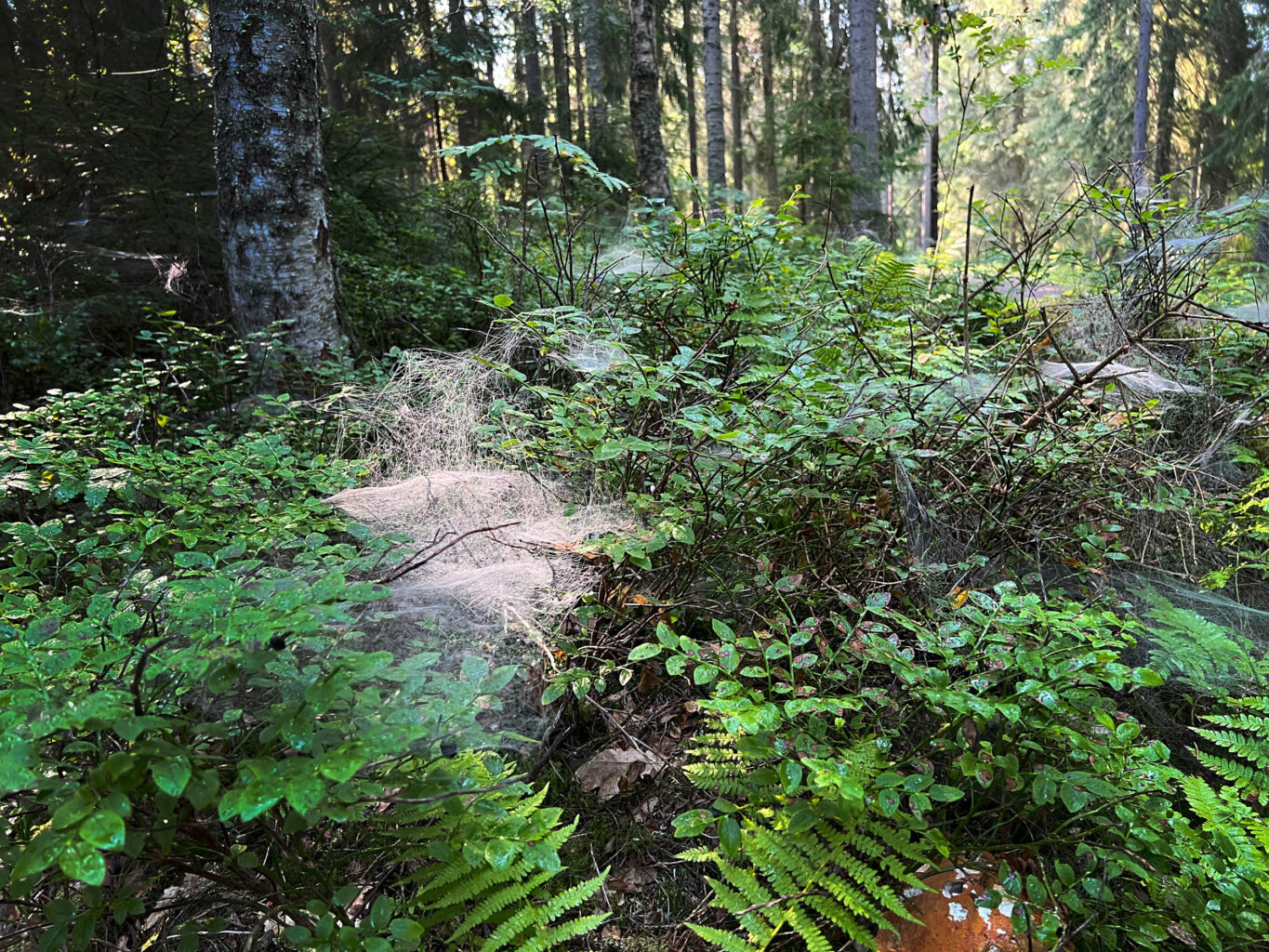 Spindelnät i skogen. Foto: Susann Rickan